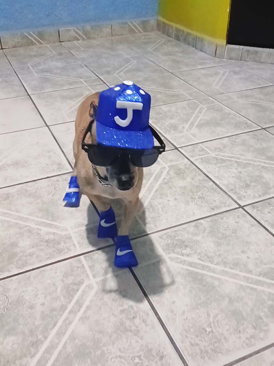 perrito chihuahua con cachucha y lentes mi gusto es #paratii #viral #fyp #chihuahua #mexico🇲🇽 