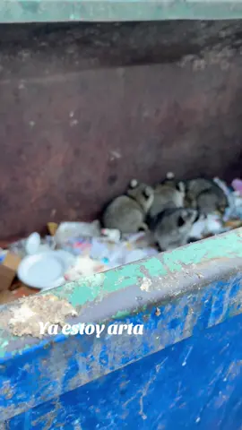 Otra ves map aches me dan miedo se dise que muerden #mapaches #basura #criaturas #colores