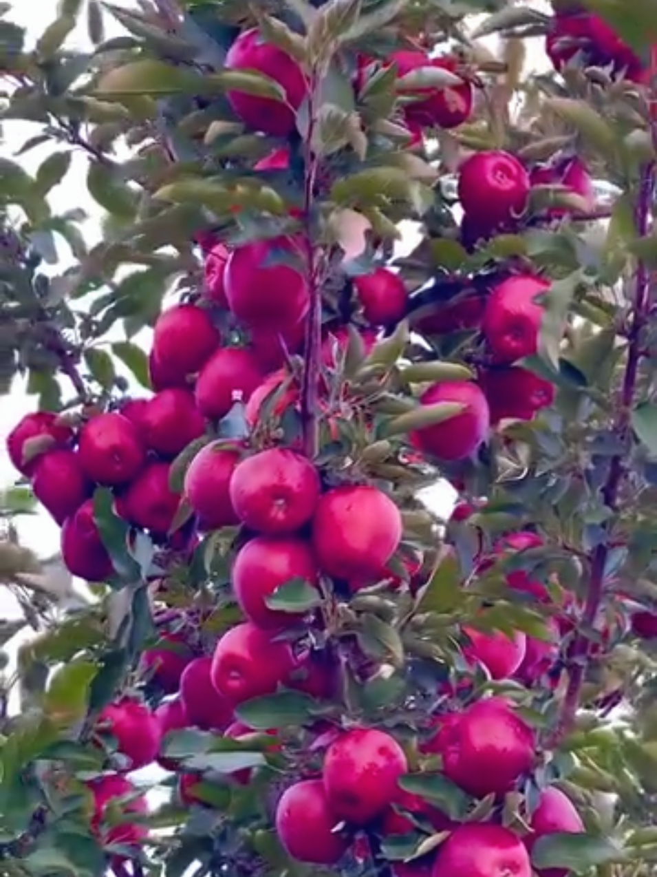 #আসসালামুয়ালাইকুম #ইসলামিক_ভিডিও_❤ #foryou#foryoupage#type  