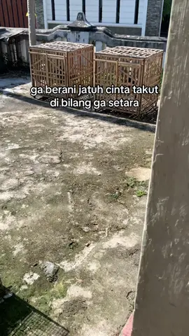#ayambangkoksuper 