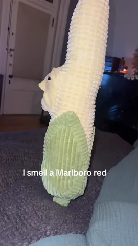 don’t tempt me  #corn #fyp #brainrot 