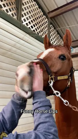 Horses are the most funny animals in the world🤣  #horse #pet #fyp #foryou #texas 