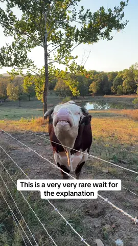 #rufusthebull #redfordthebull 