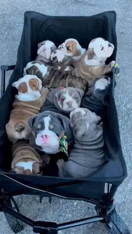 Ready for a new home message me privately for more info if you’re interested in getting one of our lovely puppy for adoption?💕💕💕#englishbulldog #englishbulldogpuppy #englishbulldogpuppies #englishbulldoglover #frenchielove 