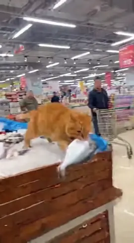 catch the fish stealing cat #cat #funny #sora