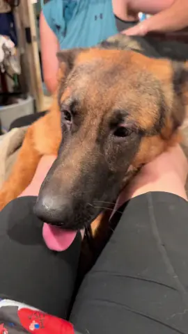 This is one of his task. He needs to hold the legs down when they spasm. We had to back up and stop this work while my females were in heat because the movement made him excited and we could not train this. But now that everybody’s normal again he’s back on track and doing so well at everything. After this, I ask him to pick up something off the floor that I dropped and he did it.!! I was so excited & proud!! Sad I didn’t get a video of it but so proud that he did it for me on my first request. #nasatheservicedog #servicedogtask #servicedogintraining #dogtrainer #servicedogtraining 