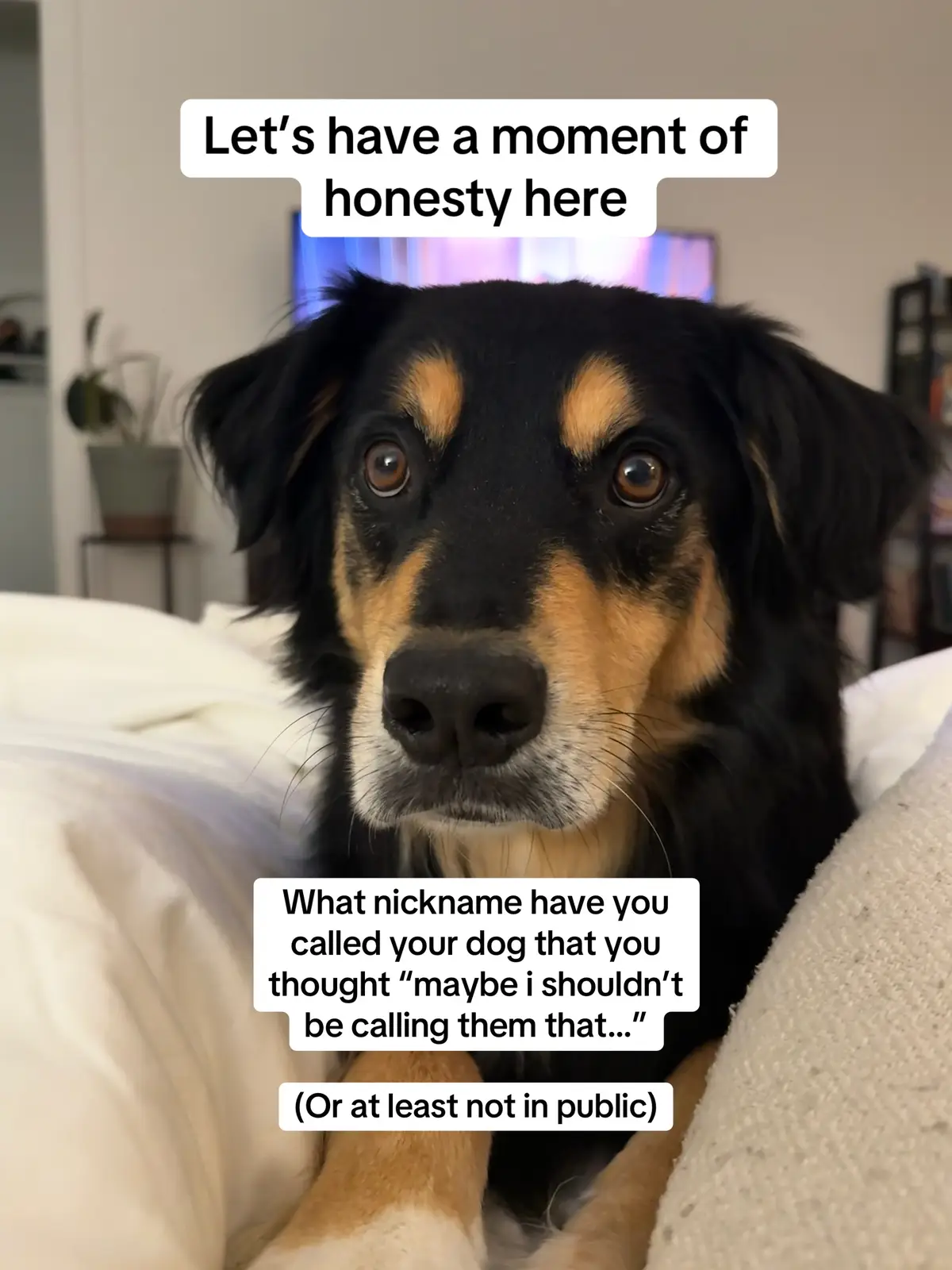 Idk how Russell’s name morphed into that but it did 😂 My husband will still accidentally call him this in public 😭 #dogsoftiktok 