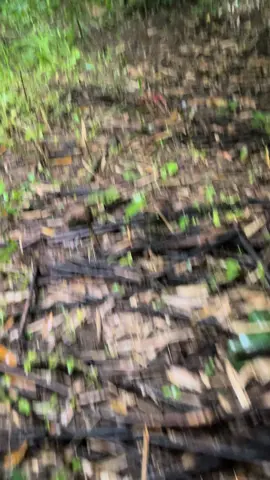 #baygarung #gàchiến #gà #garungrac #xuhuong  04 kk