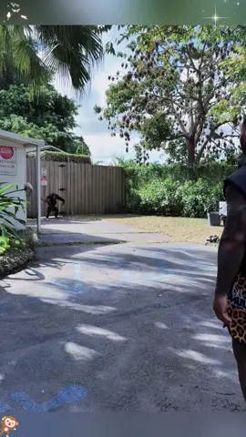 Orangutan has surprise reunion with rescuer#animals #GorillaReunion #unforgettablebond#reunited#chimpanzee#Love#cute 