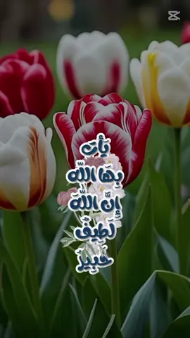 #ياتي بها# الله #ان #الله# الطيف# خبير#🤍🤍 