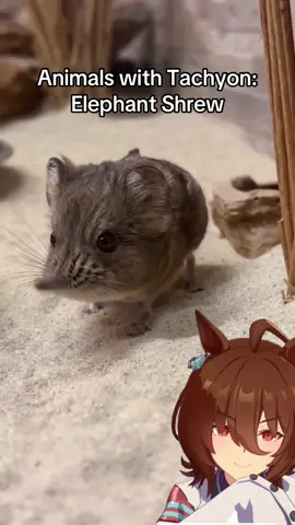 Another fun Tachyon fact: they are closely genetically related to elephants, much moreso than their shrew counterpart! #umamusume #umamusumeprettyderby #ウマ娘 