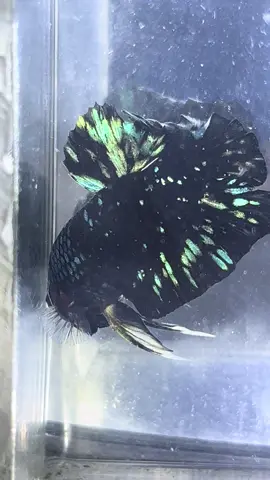 Available #avatarnebula #avatarstardust #avatarkalimaya #diyolbettafish #avatargreengold 