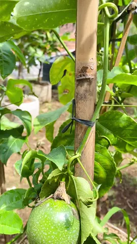 markisa madu manis langsung ke admin 088802026148 #mangga #bibitbuah #bandung #markisamadu 