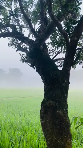 গ্রামের শীতের সকাল মানেই মানসিক শান্তি। #গ্রামেইশান্তি #tiktok #foryou #fypシ゚viral🖤tiktok #fypシ゚viral🖤tiktok #শীতেরসকাল #vairal 