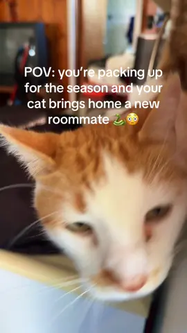 Not Leo bringing a snake into the cabin like it’s a gift (it was alive)😭 #catsoftiktok #funnycats  #catmomlife #catlover #catsbeingcats #PetsOfTikTok #fyp #foryou #foryoupage #funnyvideos #relatable #chaoticenergy #youcantmakethisup #petsarewild  #comedy #wtfmoment