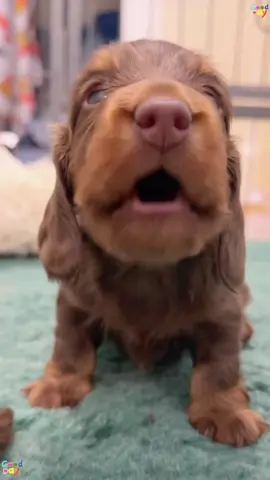 Interesting little puppy #funny #dog #cute 