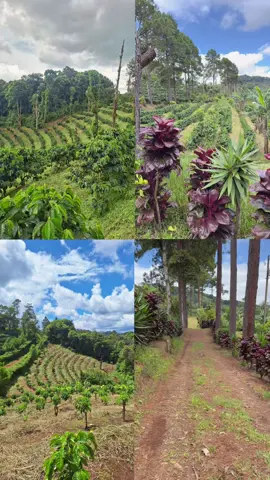 #fincalavirgenjinotega #productoresdecafe #ProductoresQueInspiran #nicaraguacoffee #PasiónPorElCafé 