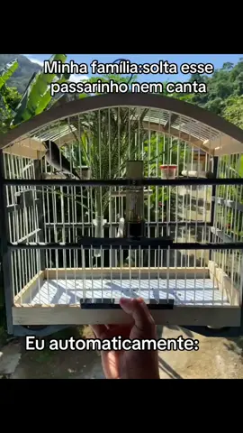 #coleirotuitui #coleirogrego #coleirofibra #criarepreservar #coleirocriarepreservar 