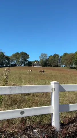 Mini vlog : farm chores 🌼 #minivlog #farmchores #homestead 
