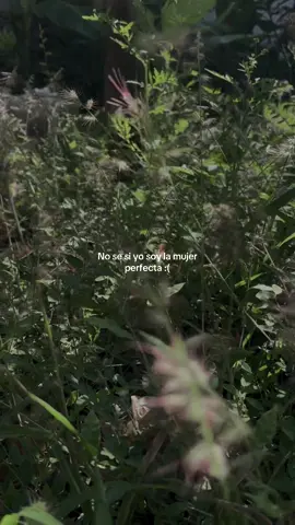 No sé si soy la mujer perfecta 😍 pero espero sea la que siempre elijas ❤️‍🩹 #todotuyo #paratiiiiiiiiiiiiiiiiiiiiiiiiiiiiiii #cancionesparadedicar 
