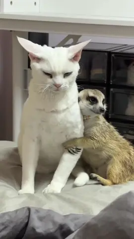 the cute grumpy cat face🐱 #cat #funnycat #catsofttiktok #foryou #fyp #funnytiktok #funnyvideos #angry #expression