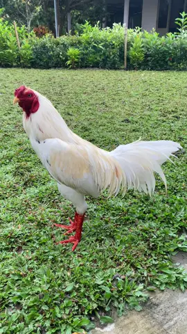 Mùa lở bộ hậu khủng lắm nha ae #xuhuong #xuhuongtiktok #dexuatxuhuong #gadavietnam #dammegachoi 