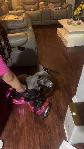 #kira❤️✨🐶 