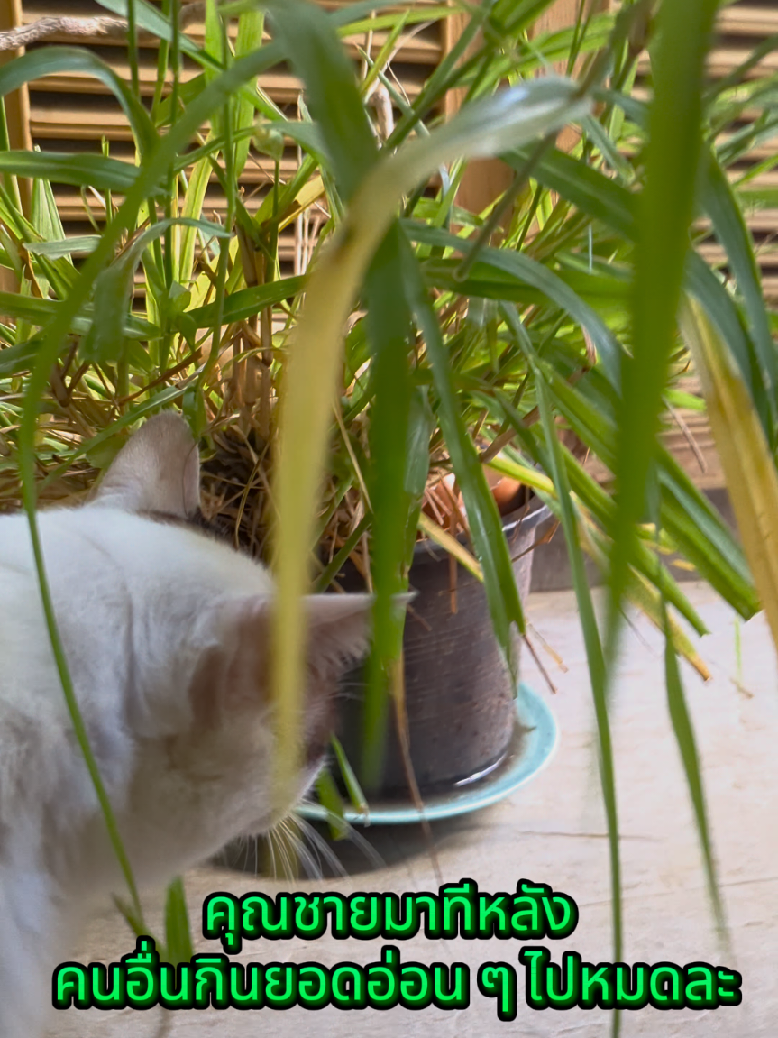 #จอนสัน #หญ้าแมว #simplelivingwithcats #fypシ #onn_c5491🧿 