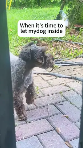 The dog secretly brought a friend home, and the owner's reaction was so real! #FunnyDogs #PetDaily #FunnyAnimals #dogsfearcats #fyp 