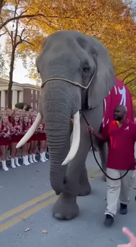 Imagine Bama gets an elephant.  #fyp #rolltide 