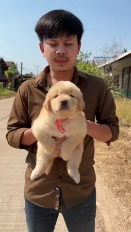 😍😍😍 #เสกสรรฟาร์มโกลเด้น #โกลเด้น #ลูกโกลเด้น #ลูกสุนัขโกลเด้น 