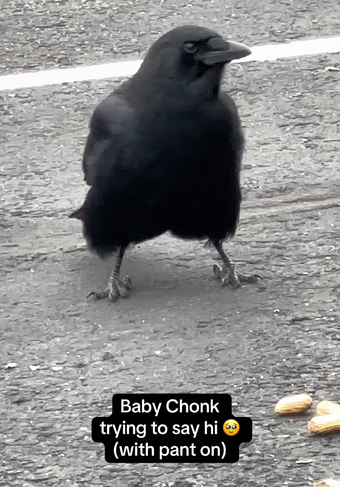 Can’t wait until he starts trying to mimic words like his dad 🥹 #crow #crows #birdwatching #birding #birdsoftiktok 