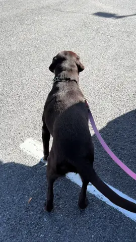 La chocolatina #labrador 