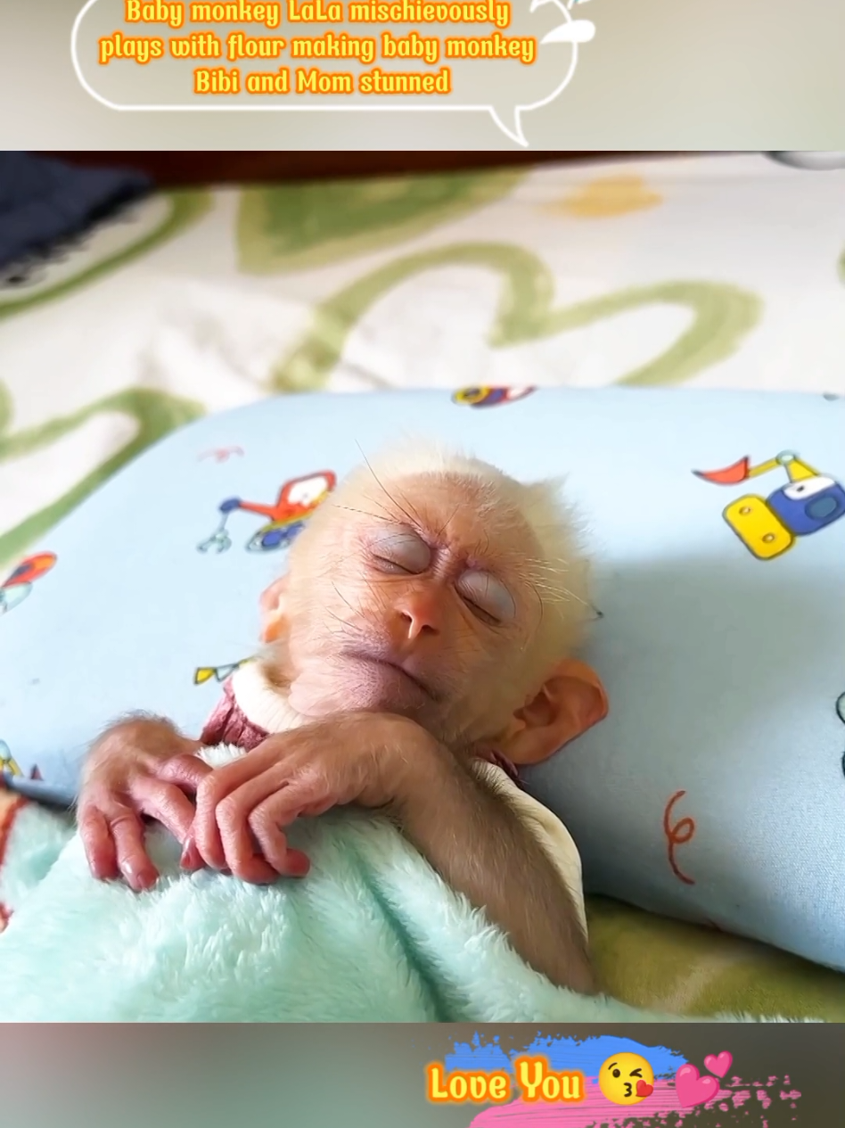 Baby monkey LaLa mischievously plays with flour making baby monkey Bibi and Mom stunned #monkeys #monkey #pets #loveanimals #animals #animal #cutepets #pet 