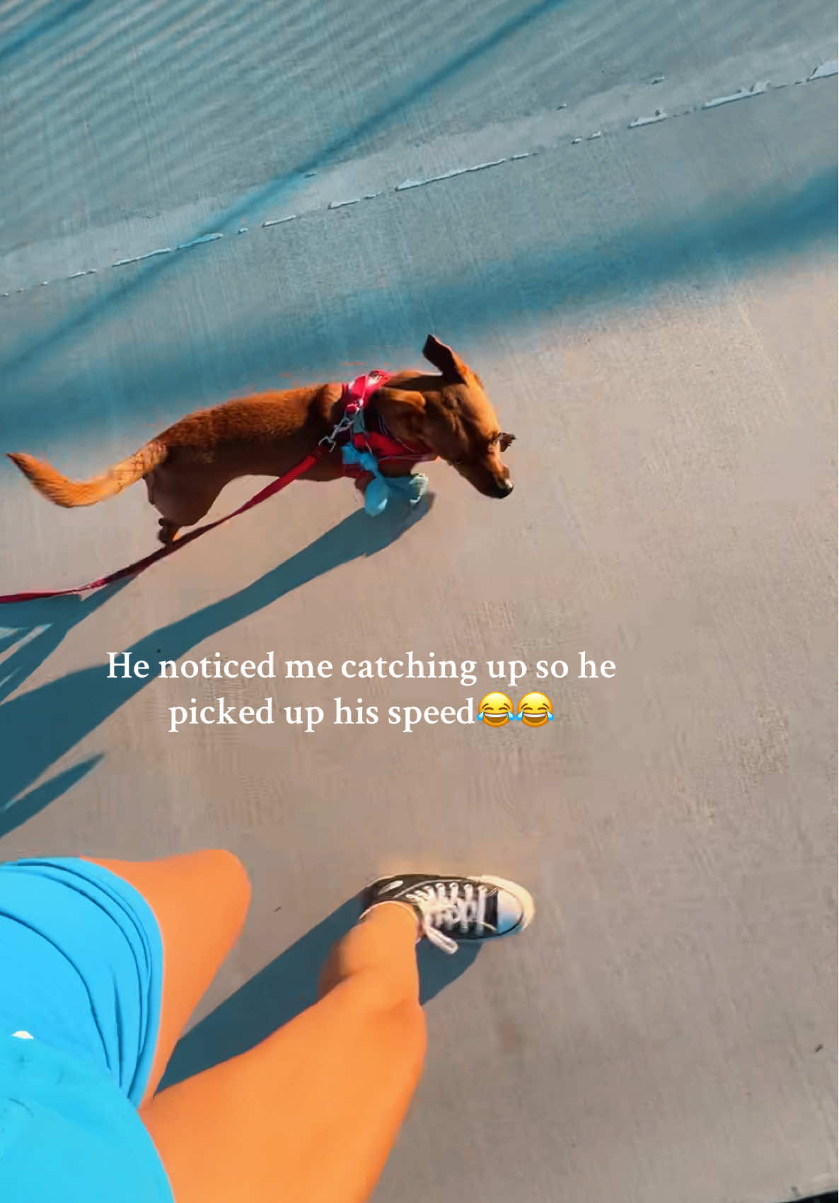 Idk I think he was tryna do it on purpose🤣💀 but could you imagine if I ate 💩 HAHA #dogsoftiktok #dogmom #dog #foryoupage #viral 
