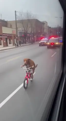 I wonder what the dog has done wrong? #dog 
