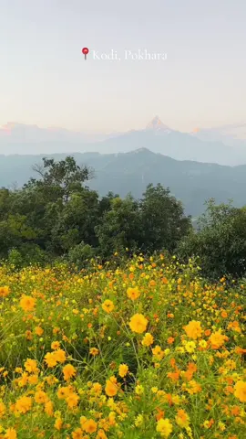Pokhara never fails to amaze 🌼#journeytales #fypシ゚ #pokhara #foryourpage #visitpokhara 