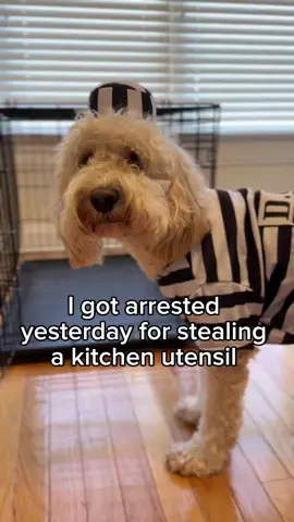 Be brave! Take Whisks 😆  #funnydog #dogcomedy #doglife 