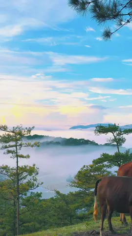 Nhiều khi cảm giác mình còn thua ẽm 😢#dalatstory #chill #dalatreview #thangdidaua 