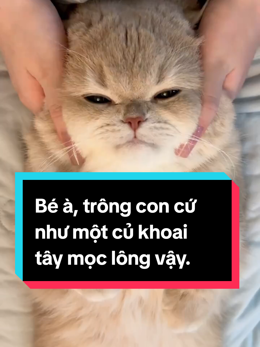 Bé à, trông con cứ như một củ khoai tây mọc lông vậy. #mèo #meow #mèocon #đángyêu #dễthương 