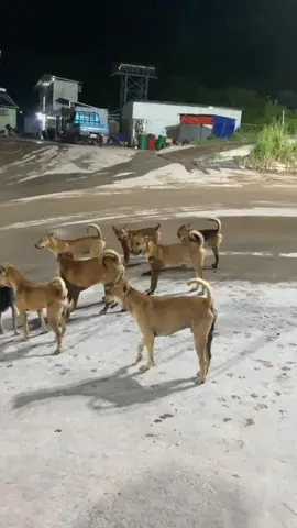 Tới công chiện#dog #cutedogs #loveanimals #pet #xuhuong 