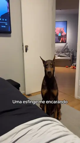 #cachorro #doberman #nero