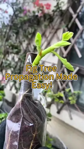 Fig Tree Propagation Made Easy! #agriculture #planttips #plantting #grafting #cutting