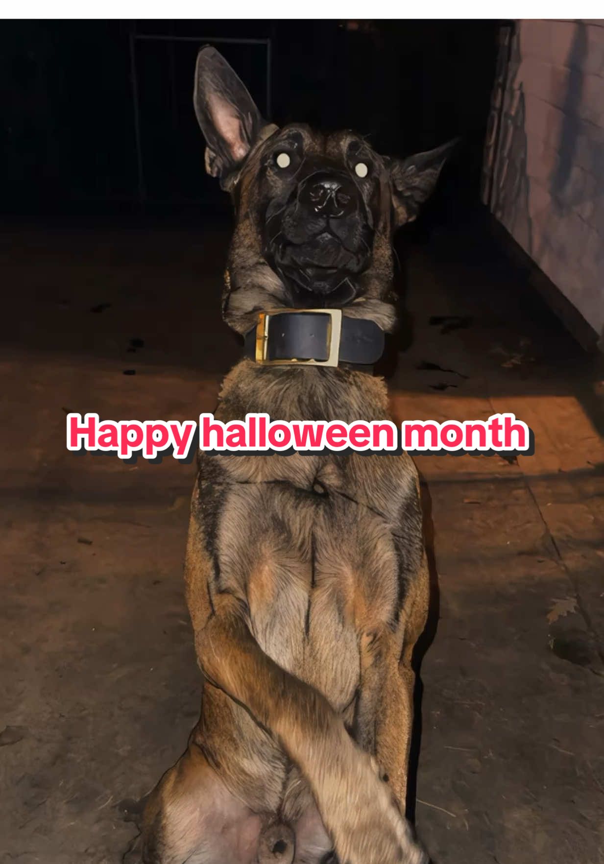 #halloween #halloweendog #ai ##dogtok #viraltiktok 