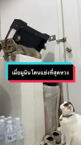 ความโกรธของมูมิน #มูมินแมวเหนียง #มู้ดดี้แมวแสบ #แมวน่ารัก #สวนสัตว์tiktok #cat 