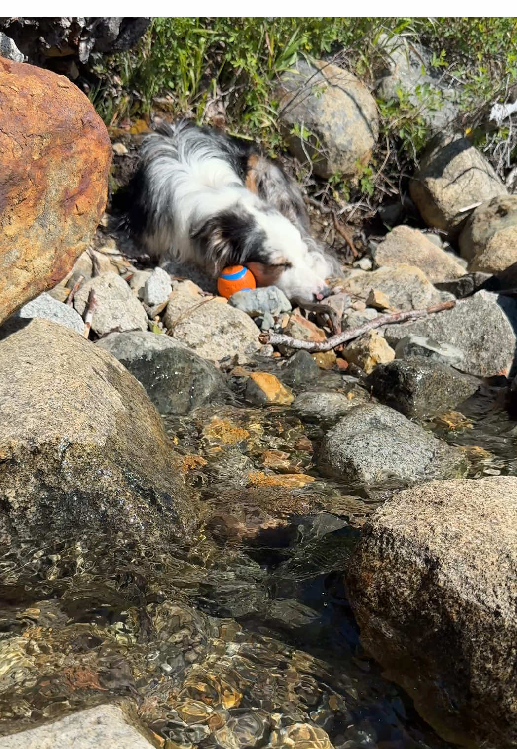 #meditation #puppytok #relax #watersound #newtrend 
