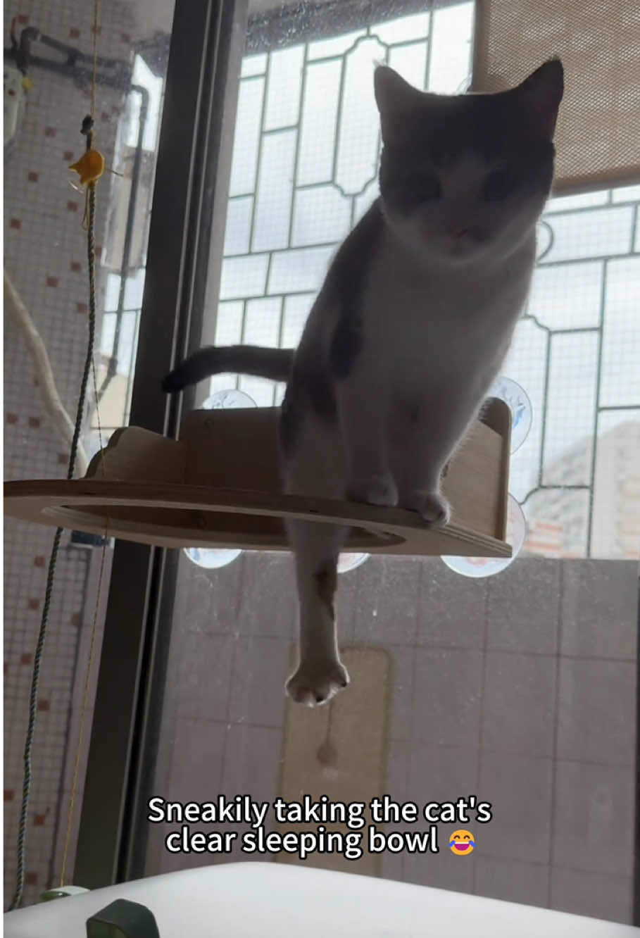 The cat didn't notice any changes. 🐱🤣🤣#cats #pets #funny #fyp #funnyanimals