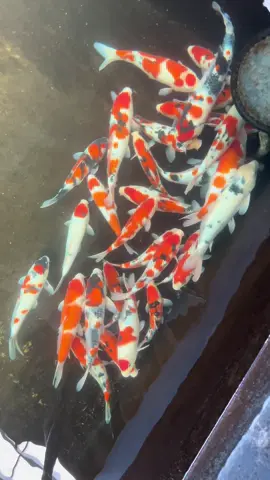 Đã khỏe chờ các sếp ra lệnh là về nhà thôi #koi #jakoifarm #jakoitayninh #cakoidep #foryou 