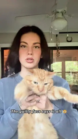 Meet the orange criminal 🐾😂 #cat #kitty #fyp #catlover #catsoftiktok 