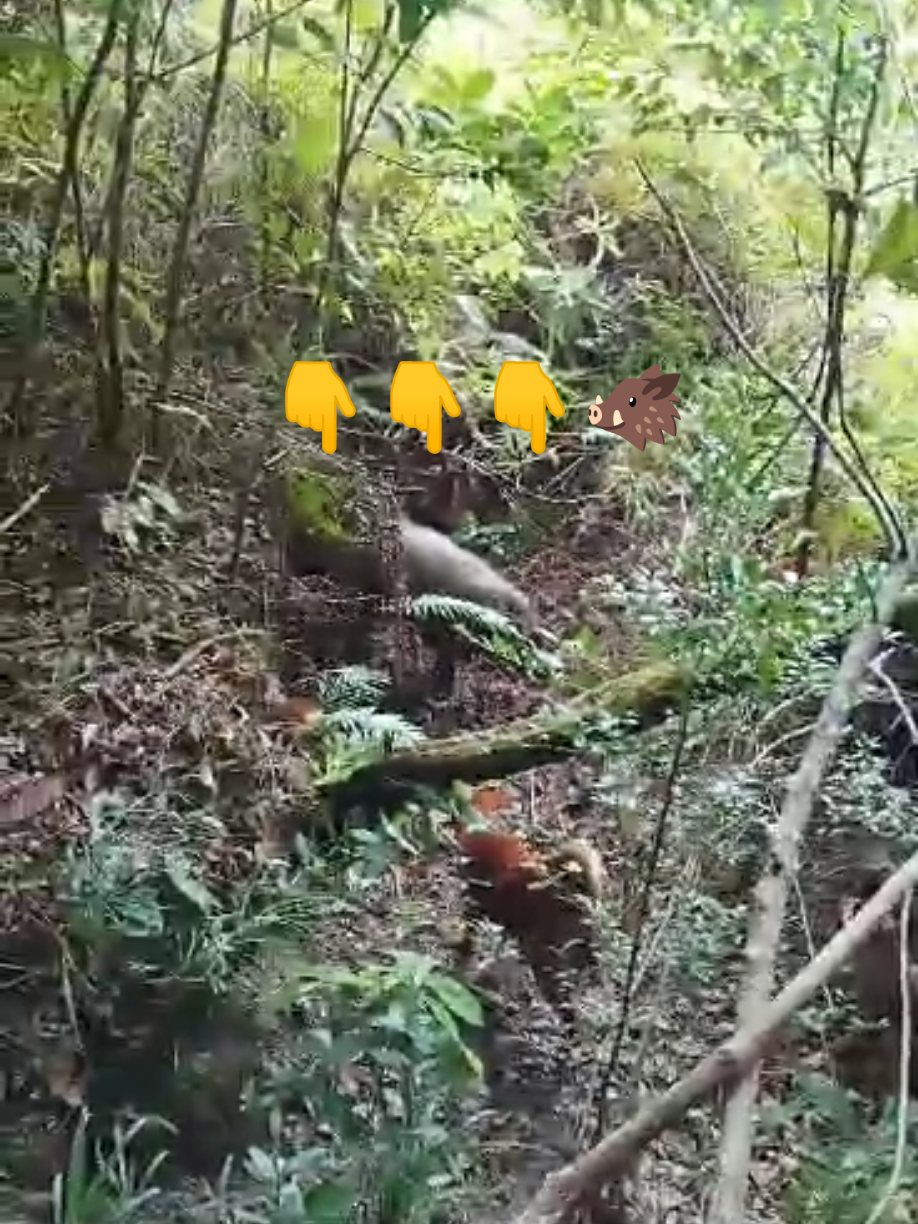 babi hutan bertahan di semak-semak #babihutan #celeng #anjingpemburu #fyp #semuaorang